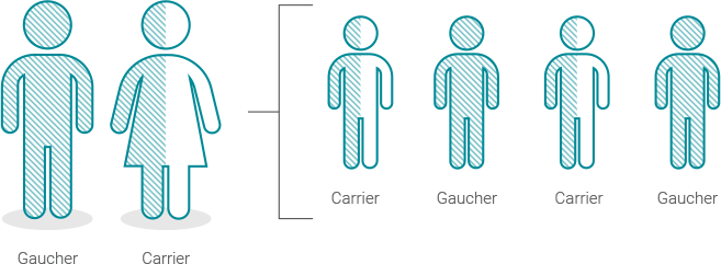 Chart showing the inheritance of Gaucher disease when one parent has Gaucher disease and one is a carrier