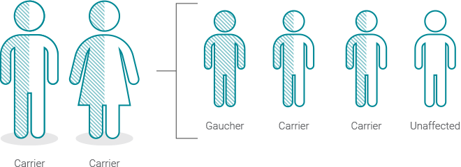 Chart showing the inheritance of Gaucher disease when both parents are carriers