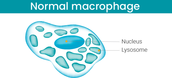 Normal macrophage