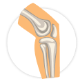 Illustration of a human knee showing the bones in the leg