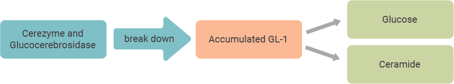 Flowchart representing Cerezyme® (imiglucerase) and glucocerebrosidase breaking down accumulated GL-1 into glucose and ceramide