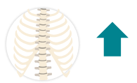 Illustration of a spine with an upward-pointing arrow next to it  